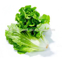 NLT08 Лвис лучшие зеленые семена салата Китая